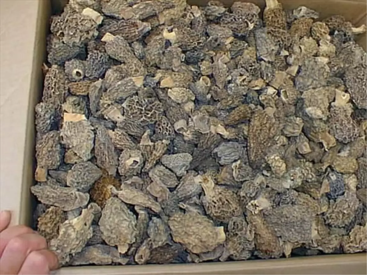 Höbelen Mantarı Üretimi