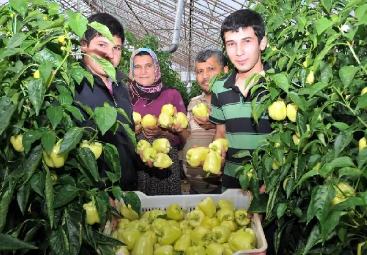 Türkiye\'nin \'Biber Üssü\' Demre