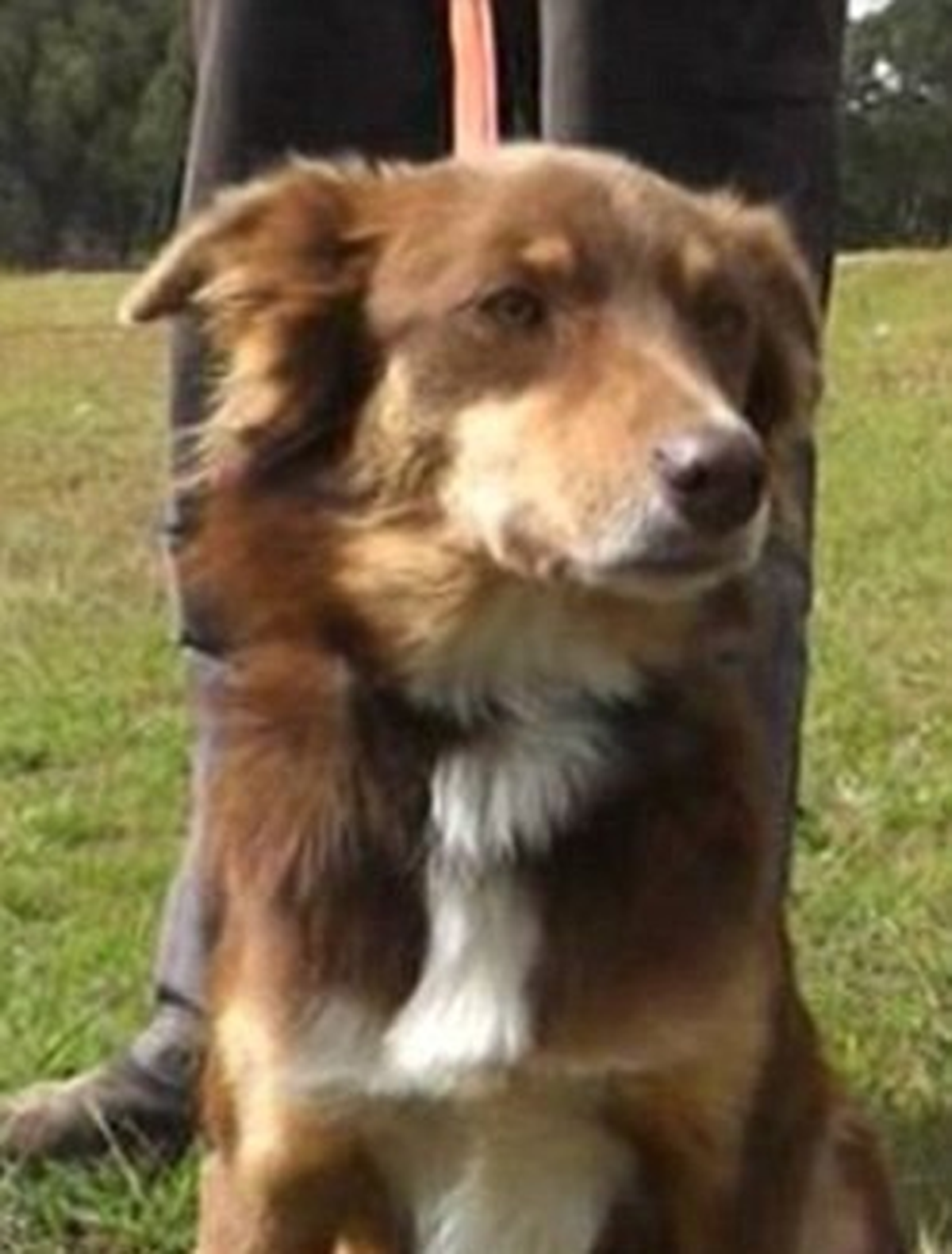Sadık Köpek Sahibinin Hayatını Kurtardı