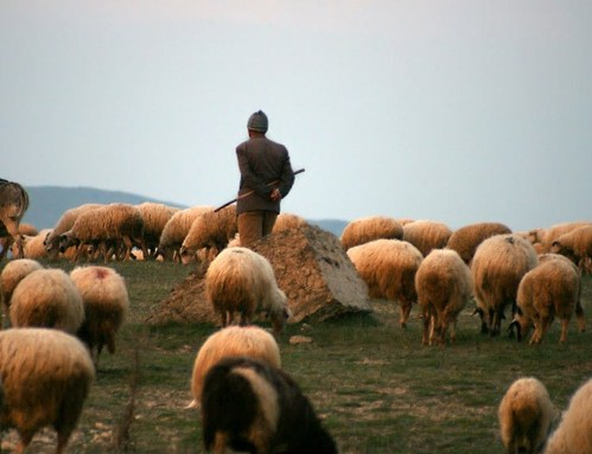 Yakalanmamak İçin "Çoban" Olmuş