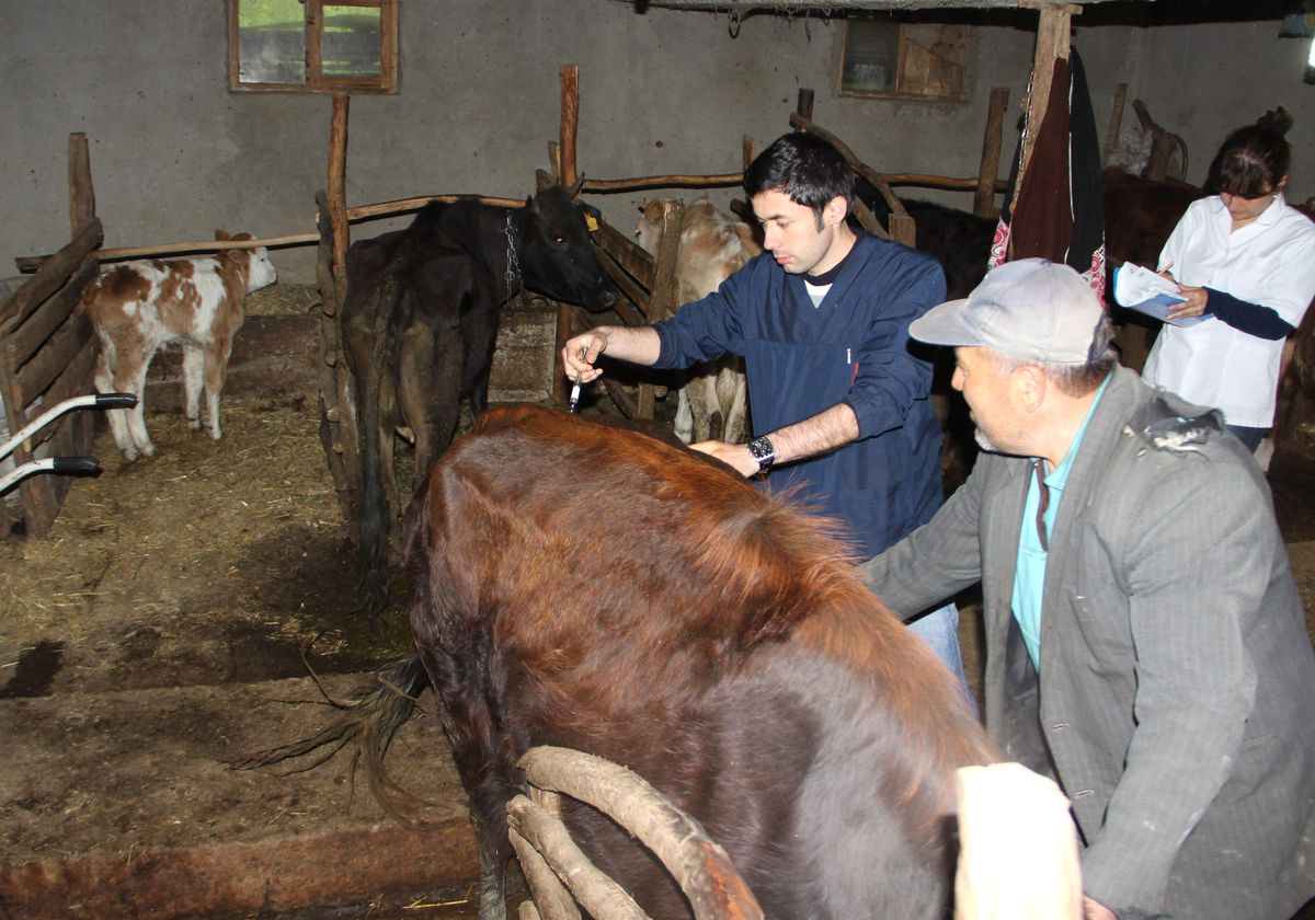 Yenice\'de Şap Aşıları Devam Ediyor