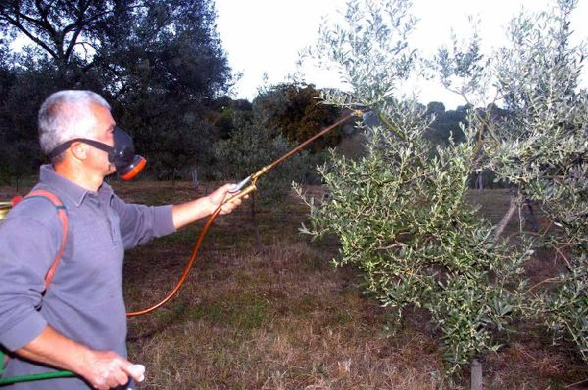 CHP\'den Bodrum\'da Çekirgeyle Mücadele