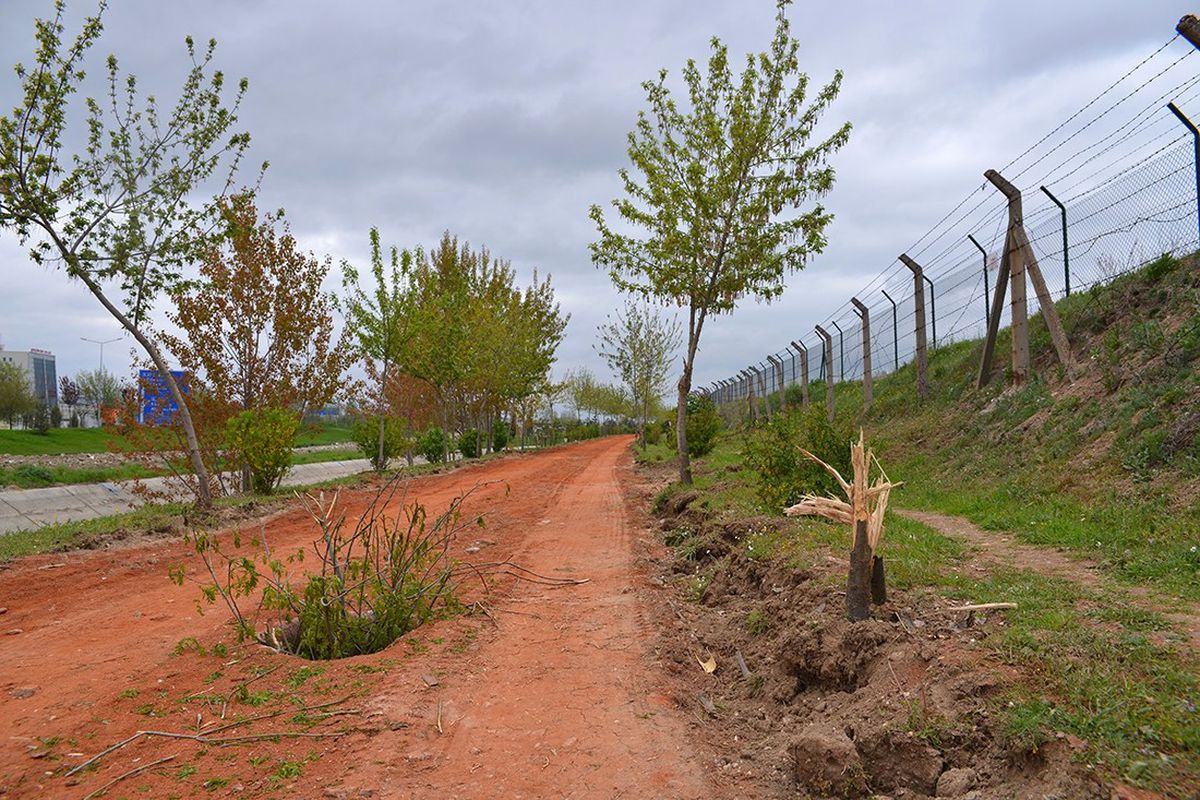 Eskişehir\'de Ağaç Katliamı