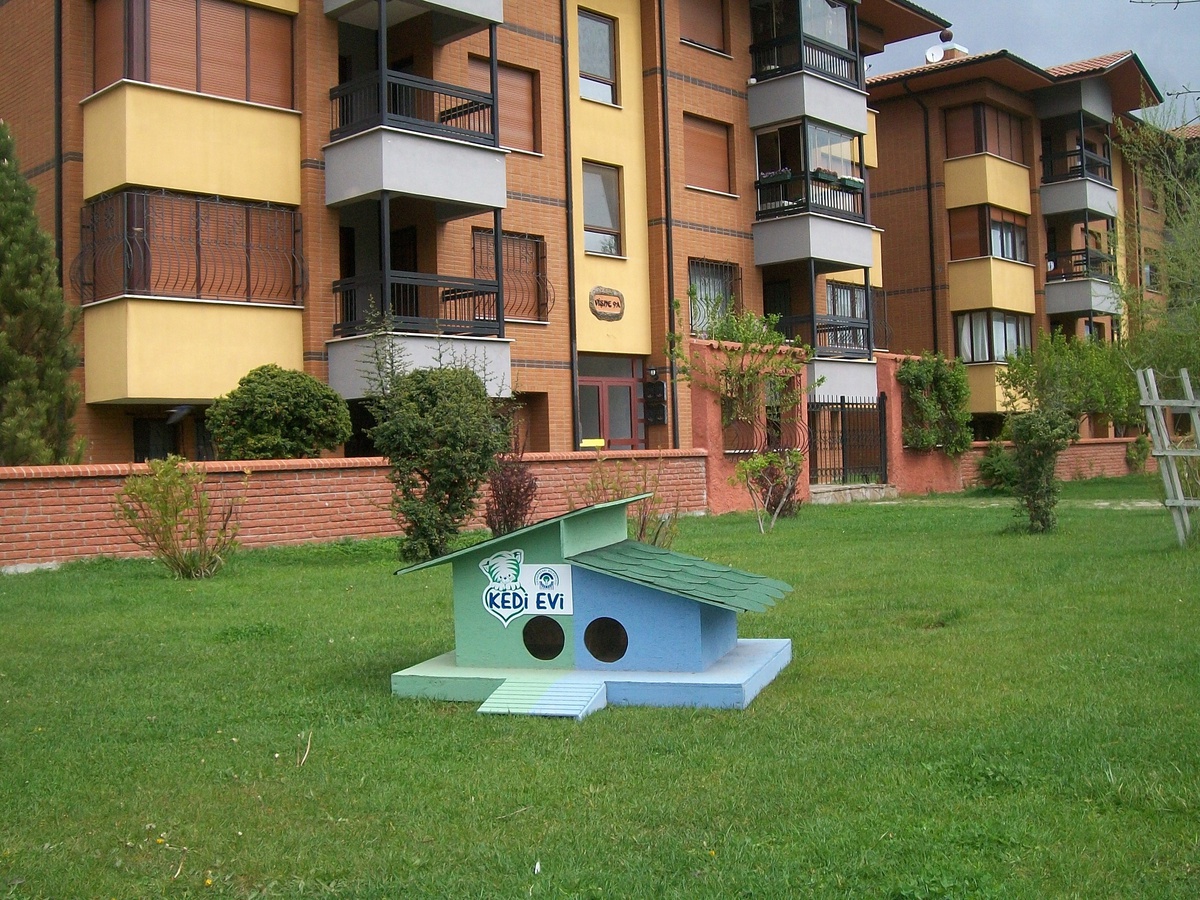 Odunpazarı\'ndaki Sokak Köpekleri \'Ev\'lendi