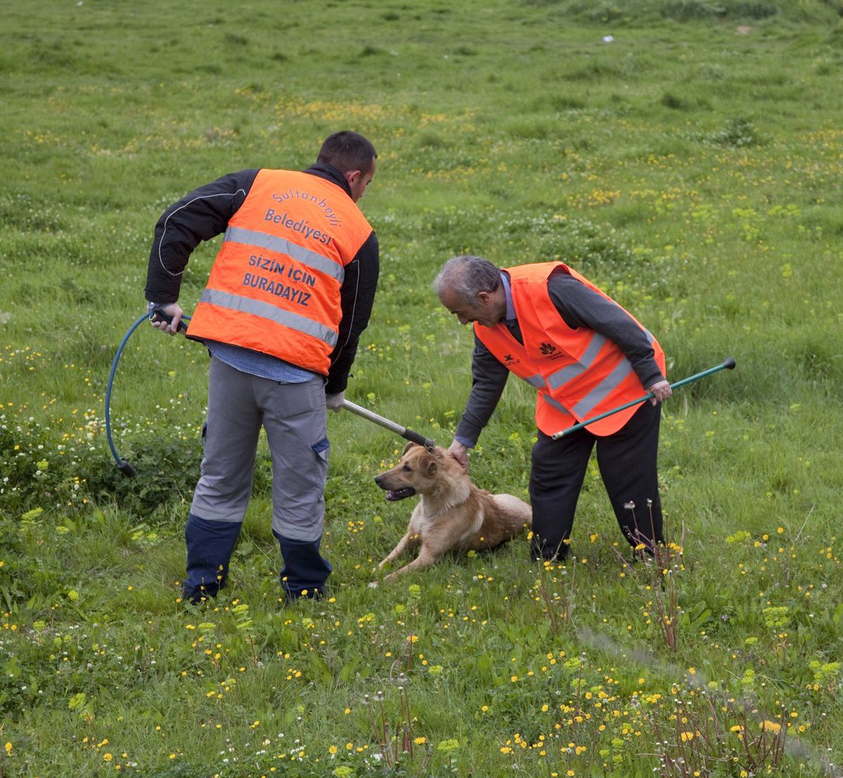 (Özel Haber) Sultanbeyli\'de Köpek Operasyonu