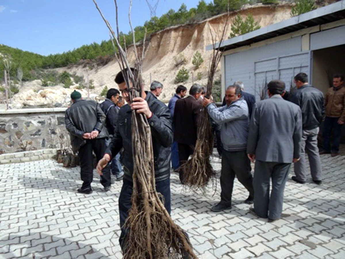 Şaphane\'de 18 Çiftçiye Bin Adet Fernor Cinsi Aşılı Ceviz Fidanı Dağıtıldı