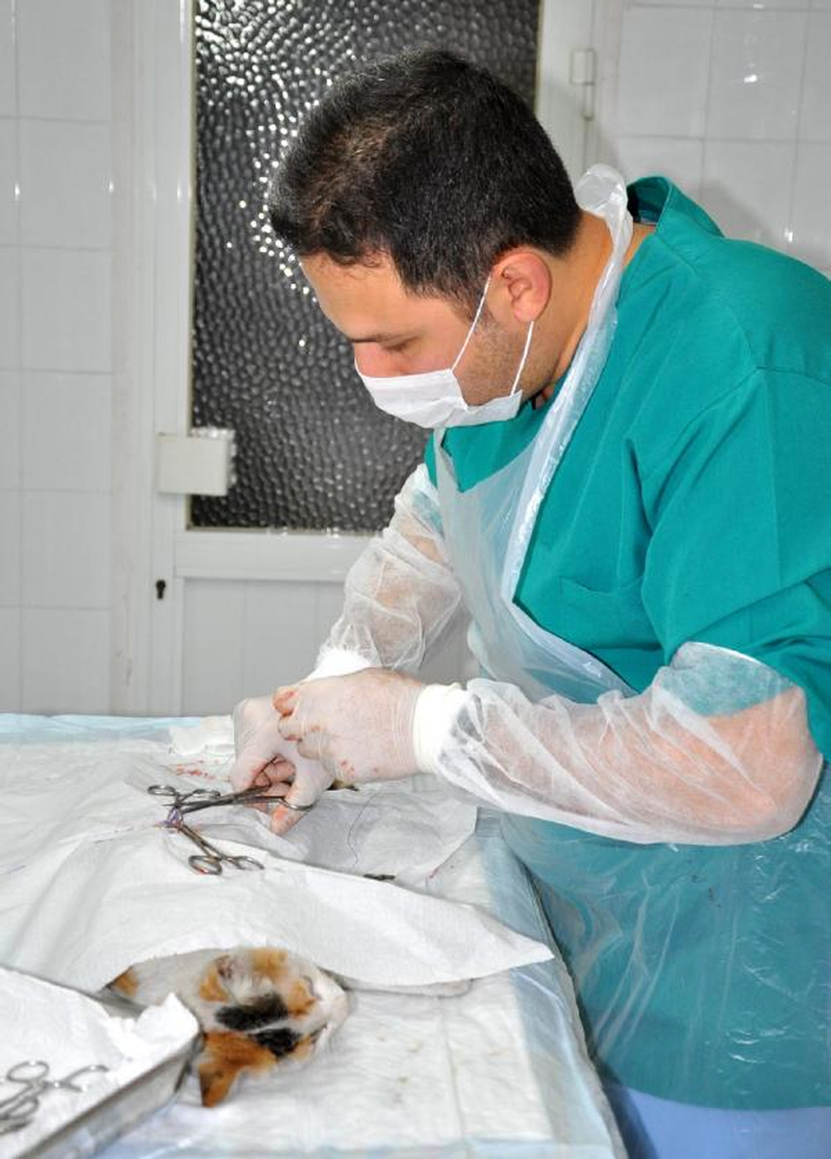 Sezaryenle Doğum Yapan Kedi Sahiplenildi