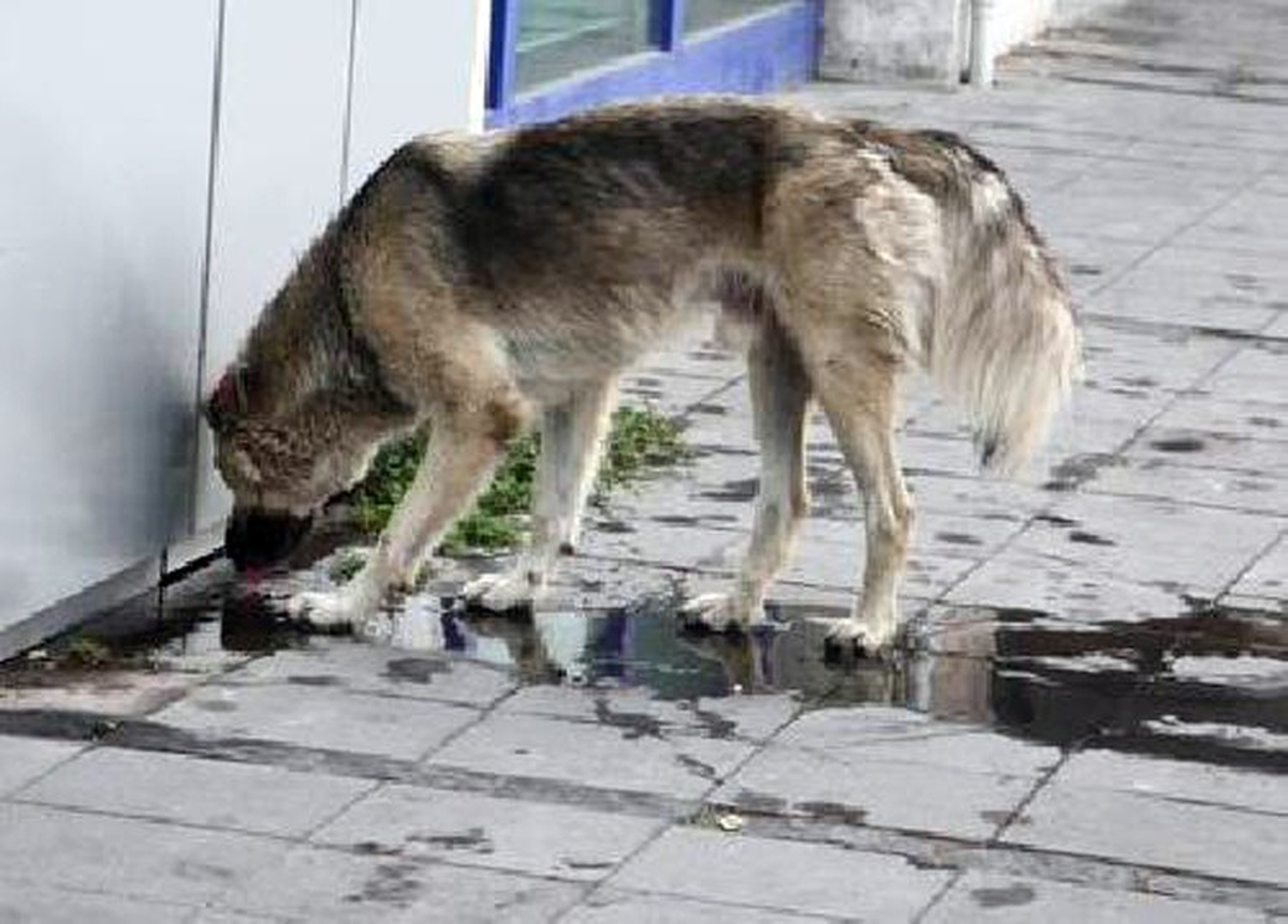Urla Belediyesi, Sokak Hayvanlarını Öldürdüğü İddialarını Yalanladı