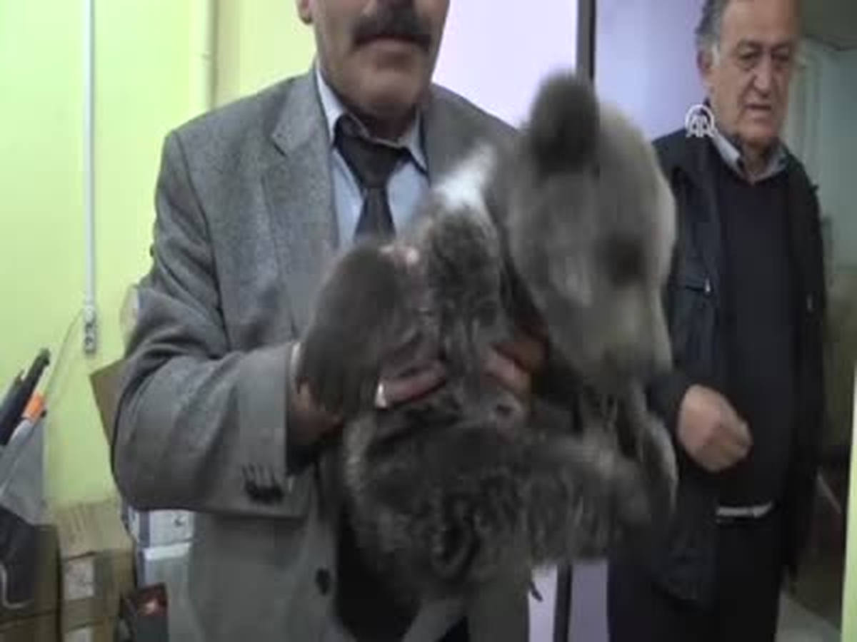 Yaralı Ayı Yavrusu Korumaya Alındı