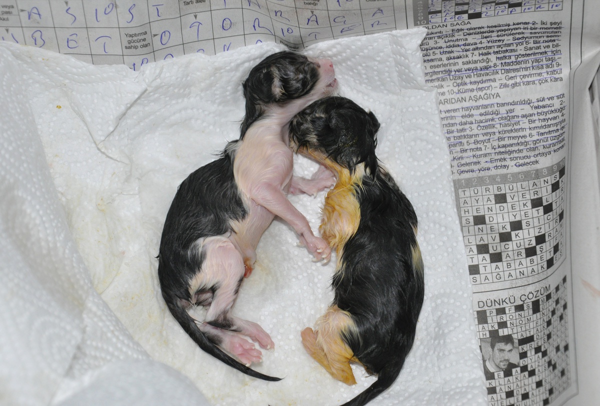 Yolda Doğum Yapan Kediyi Veterinere Götürdü