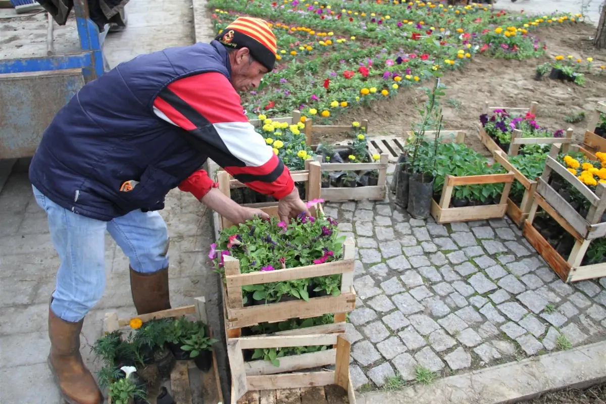 Akyazı\'da Çiçekler Açtı