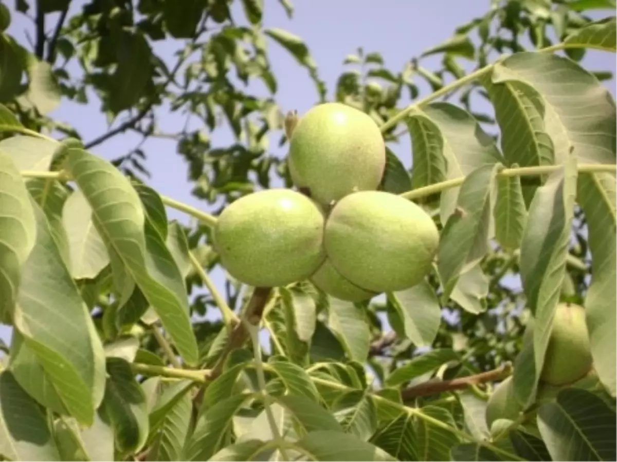 Ceviz Üreticilerine Uyarı