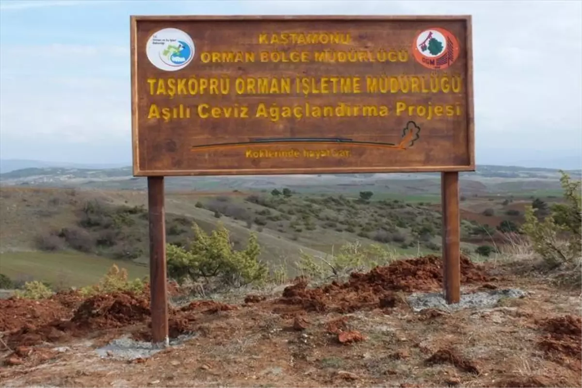 Kastamonu Obm'de Ceviz Ormanları Kuruluyor