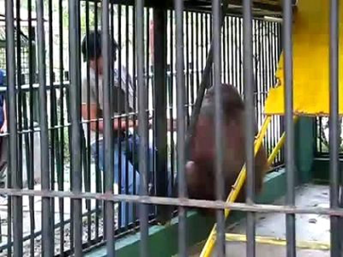 Orangutanın Tişört Aşkı