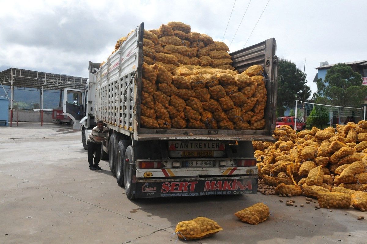 Osmaniye Belediyesi 125 Ton Patates Dağıttı