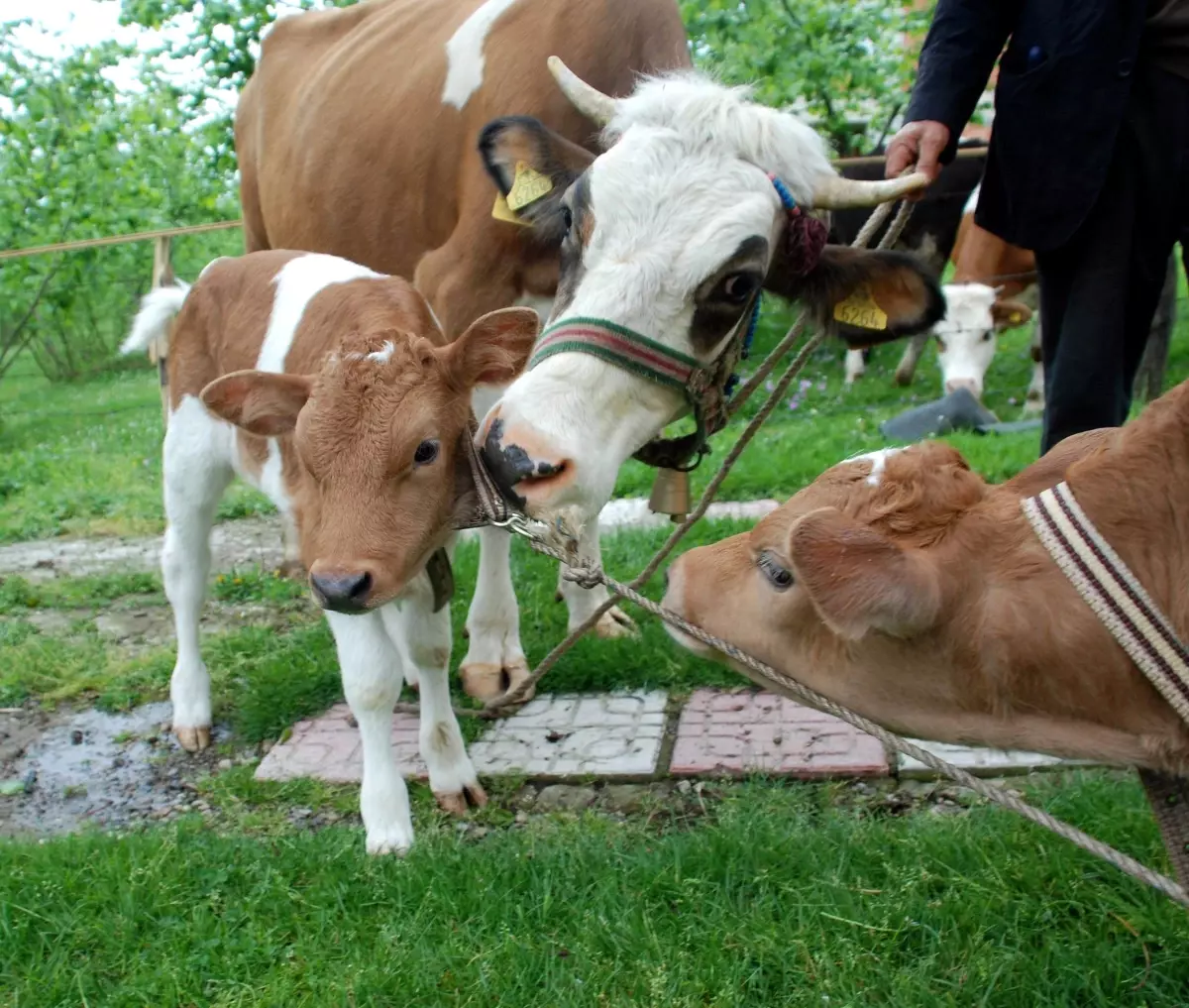 Sarıkız İkiz Doğurdu