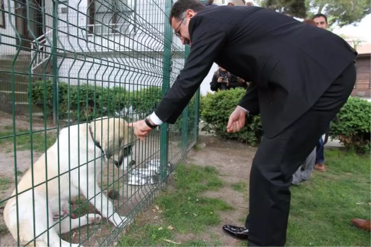 Vali, \'Mızrak\'ı Sevdi