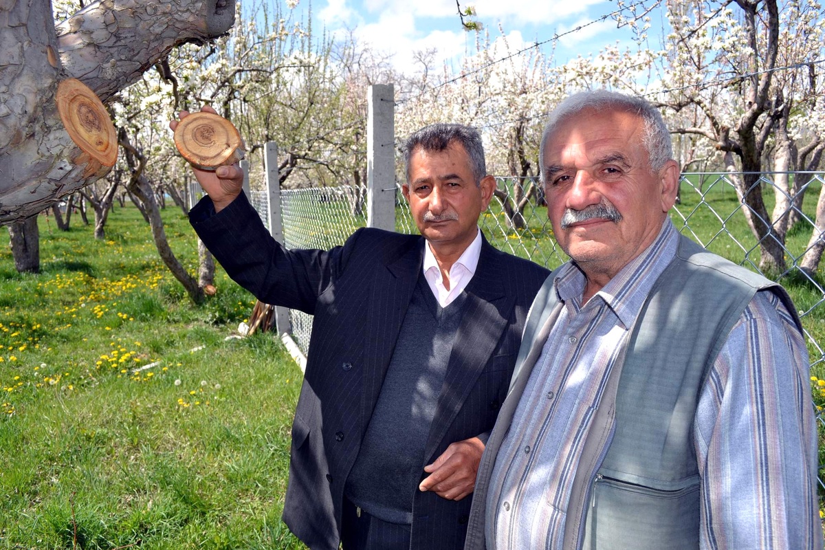Ağaç Dalindaki Ay Yıldız Görenleri Şaşırtıyor