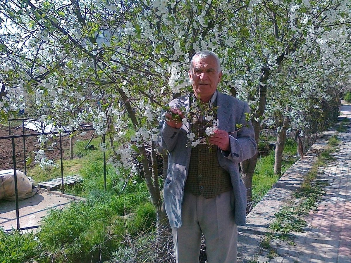 Hisarcık\'ta Meyveleri Kırağı Vurdu