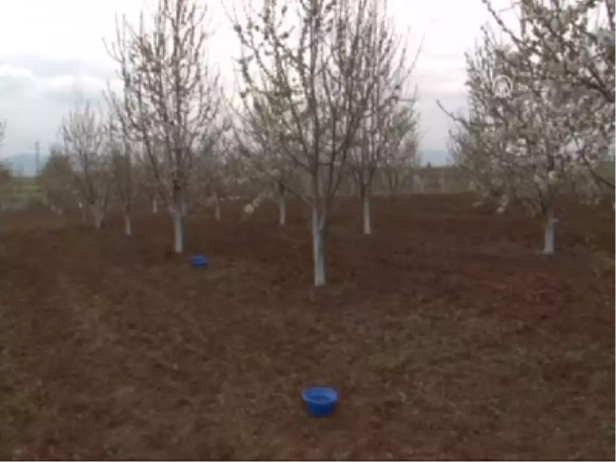 Mavi Leğen Böceksavar Oldu