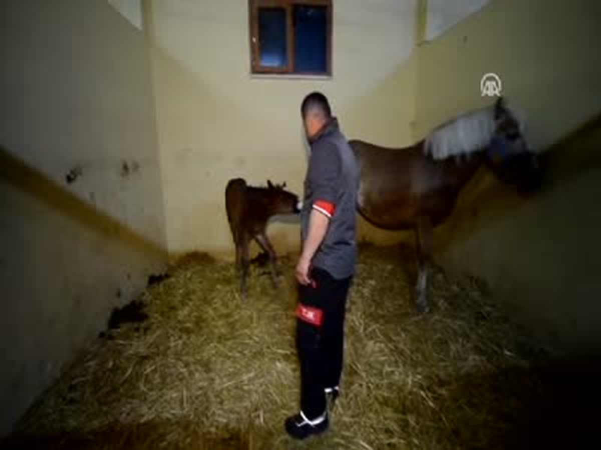 Taylar İçin "Doğum Nöbeti"