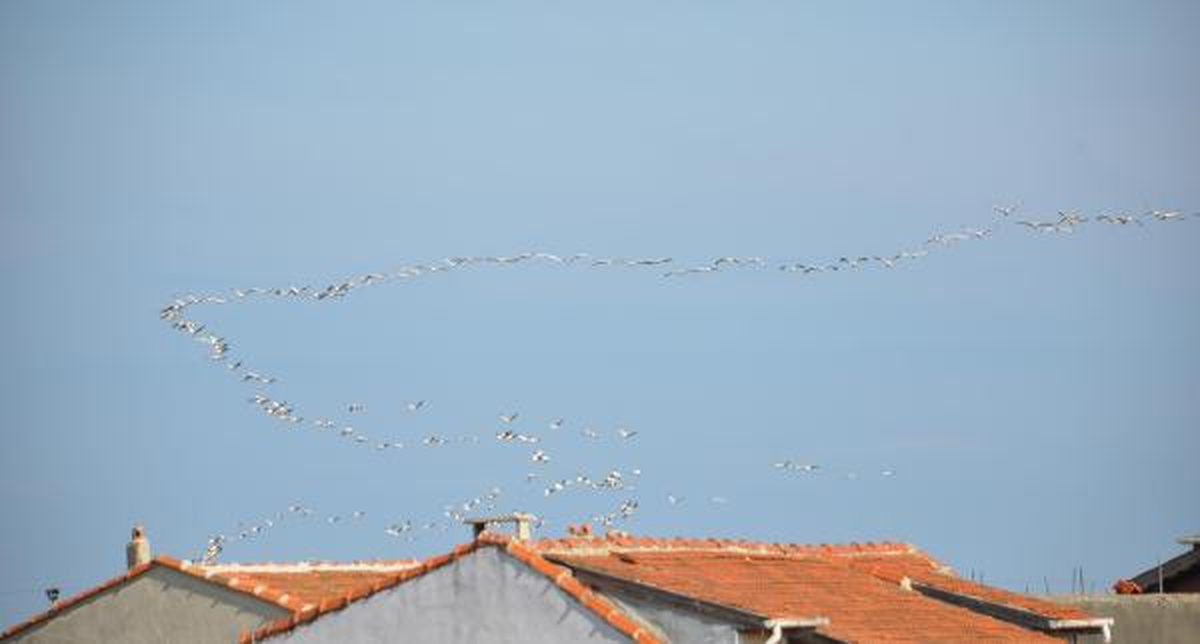 Tekirdağ\'da Pelikanların Göçü