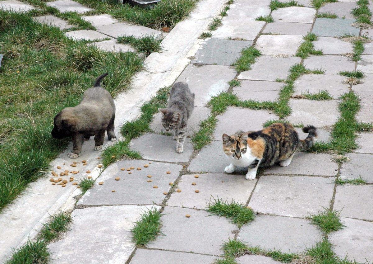 Yavru Köpeklere Kediler Annelik Yapıyor
