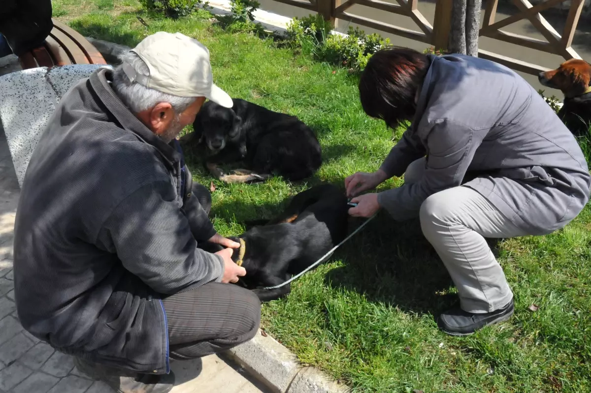 Akçakoca\'da Köpekler Aşılanıyor