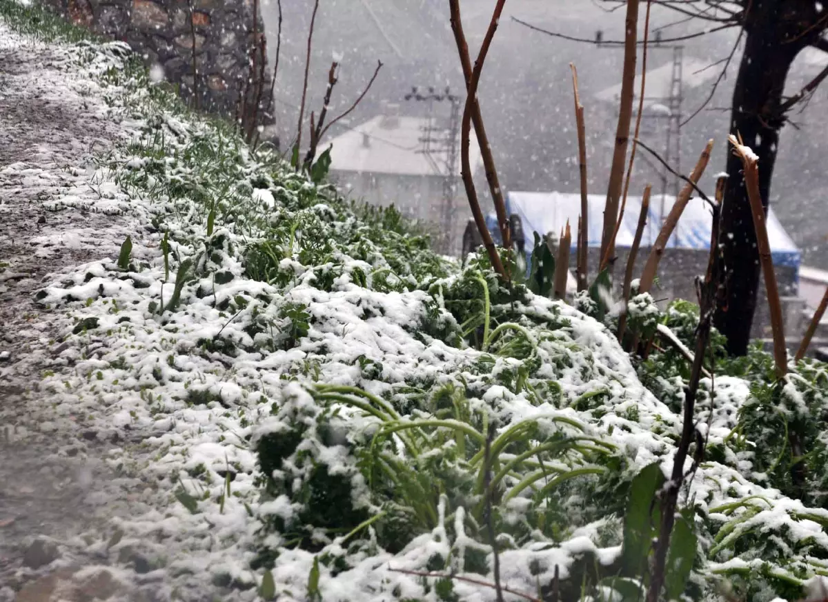 Bitlis\'te Nisan Ayının Sonunda Lapa Lapa Kar Yağdı