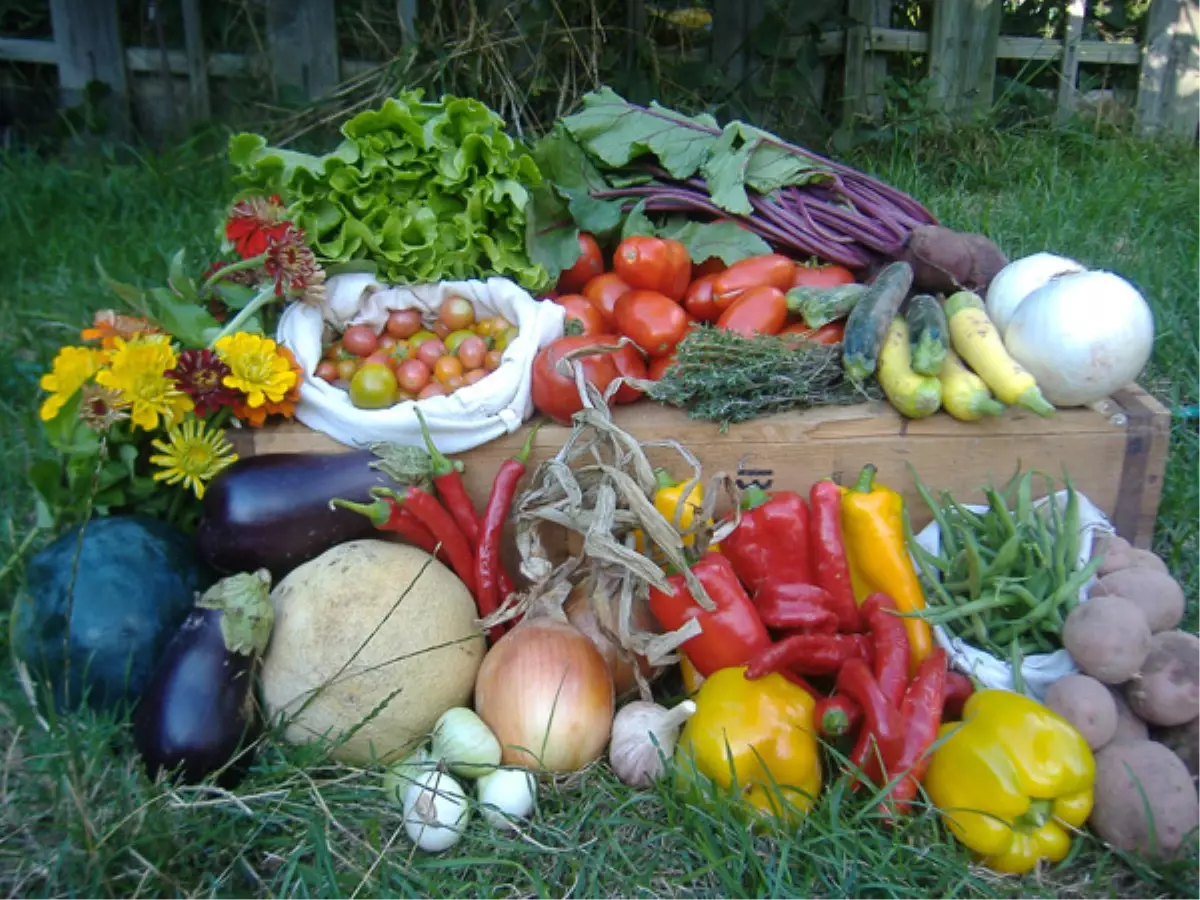 Kuru Fasulyenin Adı Cihan, Soğanın Tuncay