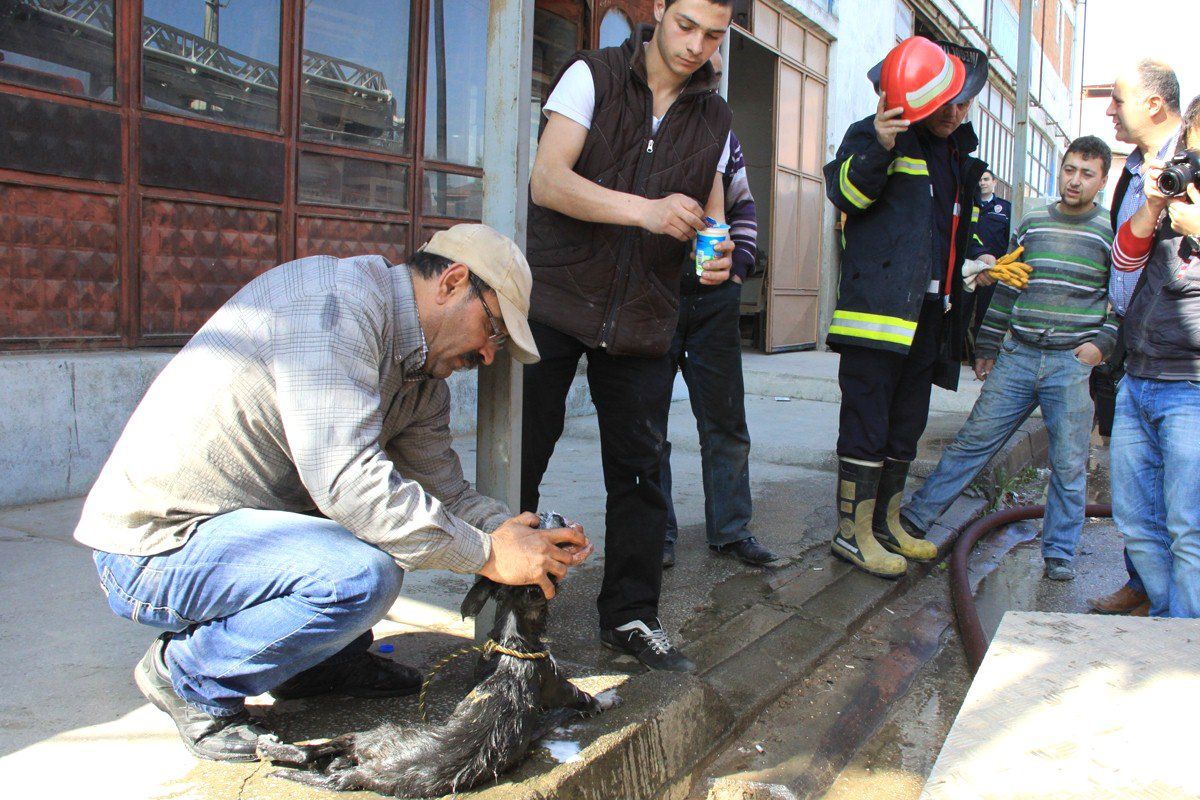 Dumandan Bayılan Köpeğe Ayran