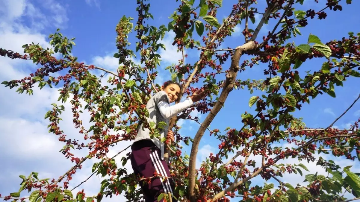 Dut Ağacı, Yapraktan Çok Meyve Verdi
