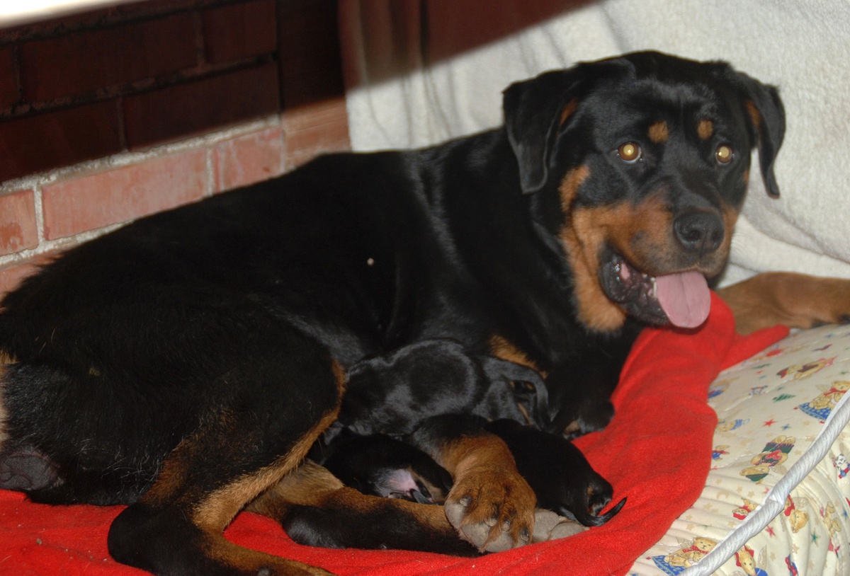 Köpeğinizin Kalp Sağlığı Hakında Her Şey Burada