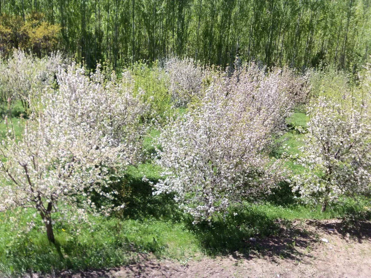 Bingöl\'e Bahar Geç Geldi