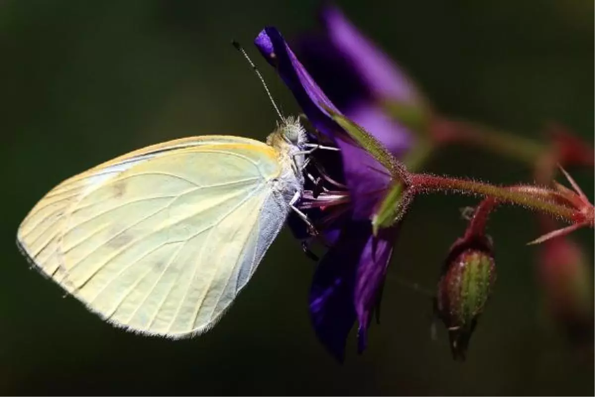 Erciş\'e Bahar Geldi