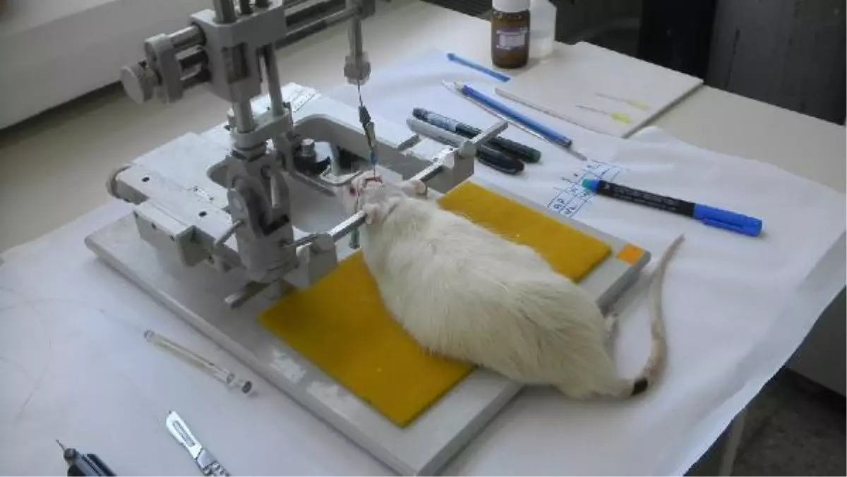 Fare ile Alzheimer Hastalığına Çare Aranıyor