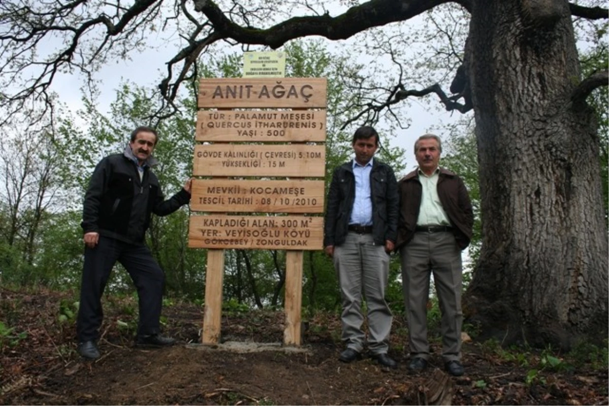 Gökçebey Veyisoğlu Köyündeki Anıt Ağaç Ziyarete Açıldı