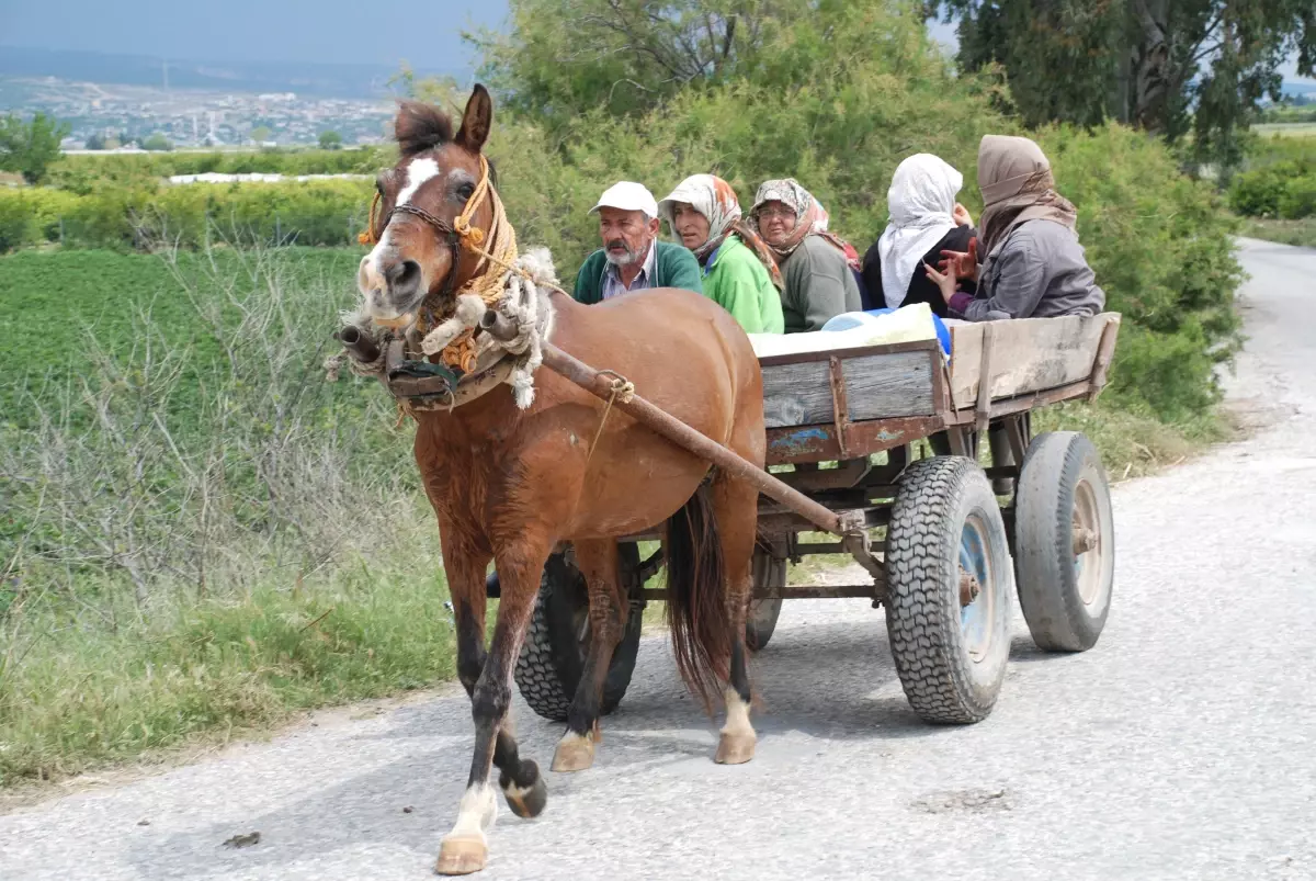 Köylerde At Arabaları Hala Rağbet Görüyor