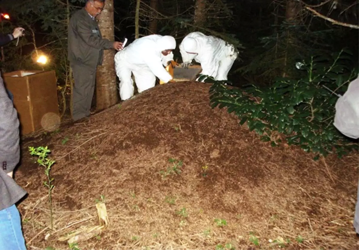 Orman Zararlılarının Korkulu Rüyası: Kırmızı Karıncalar