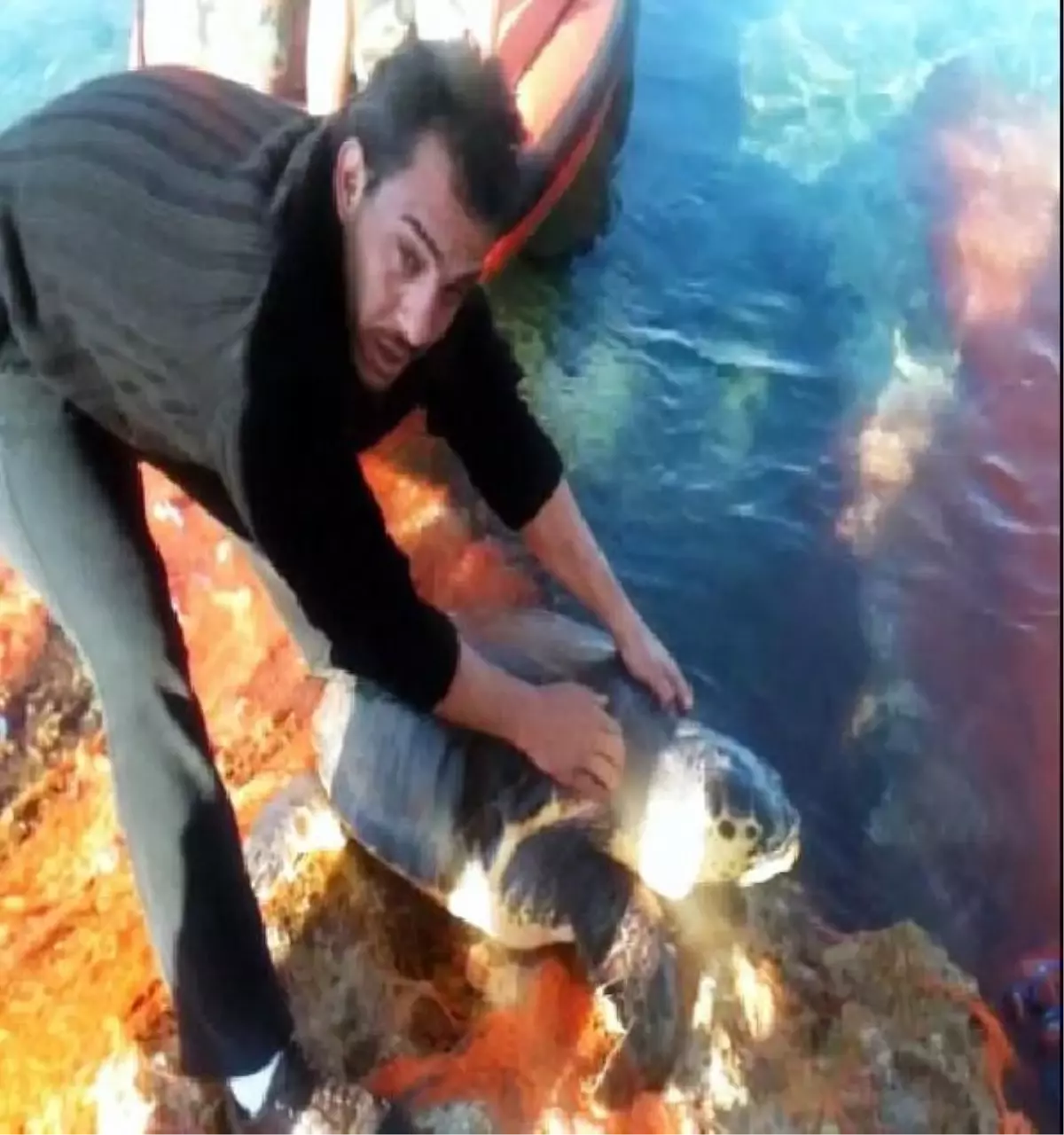 Ağa Takılan Caretta Kurtarıldı