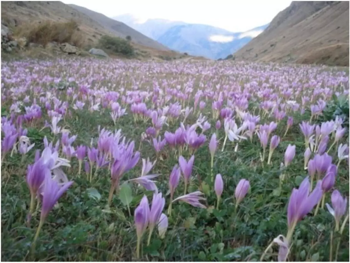 Kudaka Botanik Turizmine Yoğunlaştı