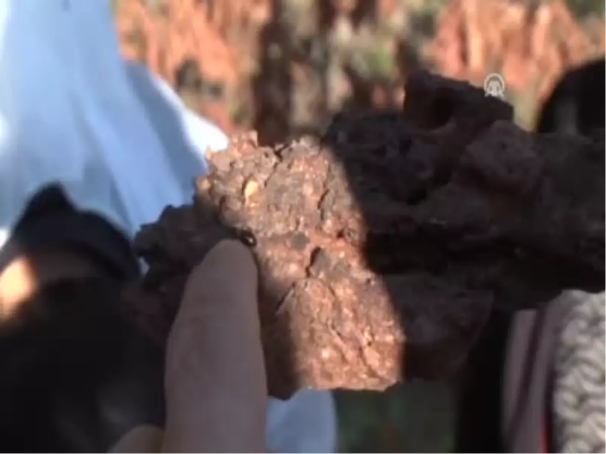 Onlar,ormanın Sigortası