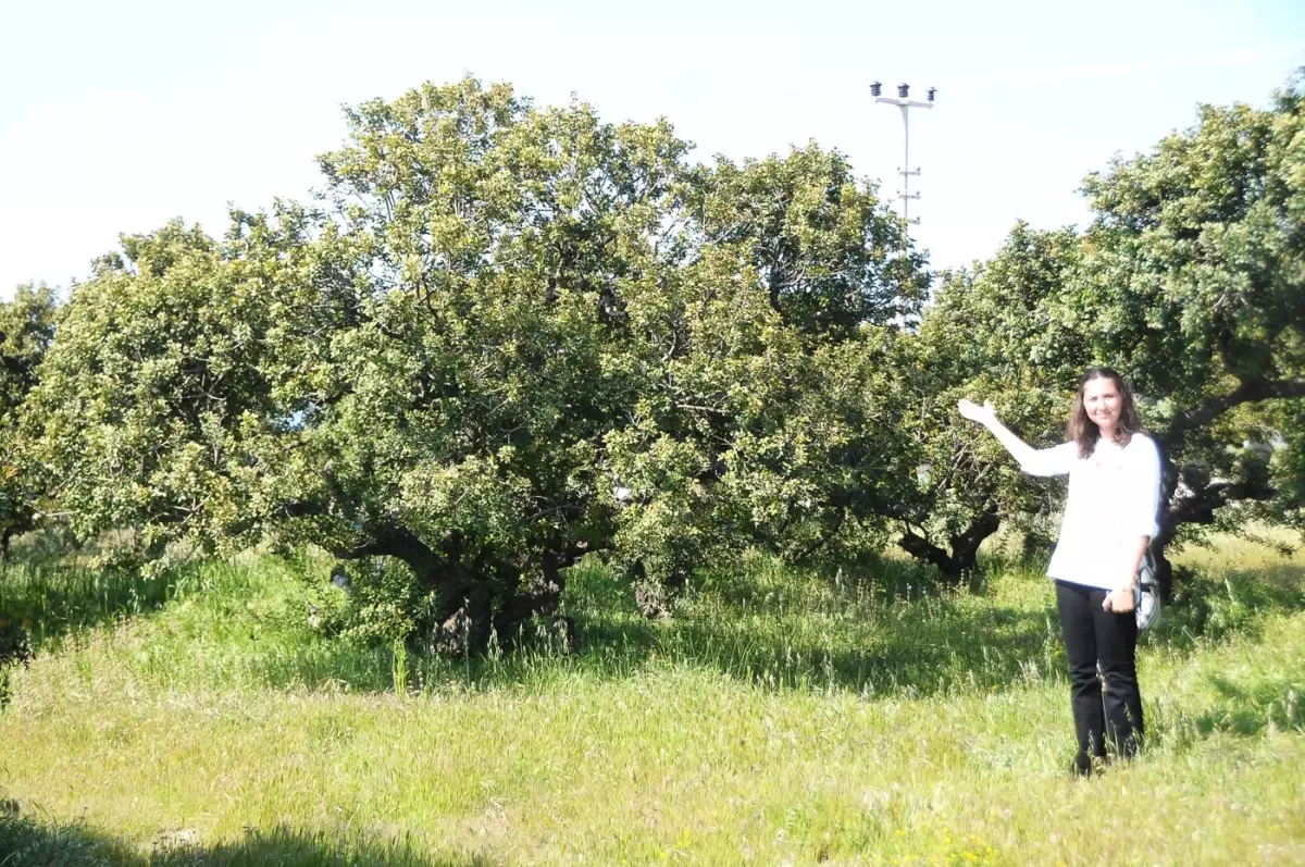 Sakız Ağacı ve Yetiştiriciliği Toplantısı