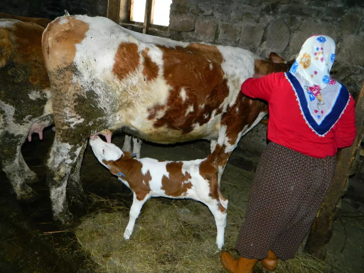 Buzağı Beşikte Büyütülüyor