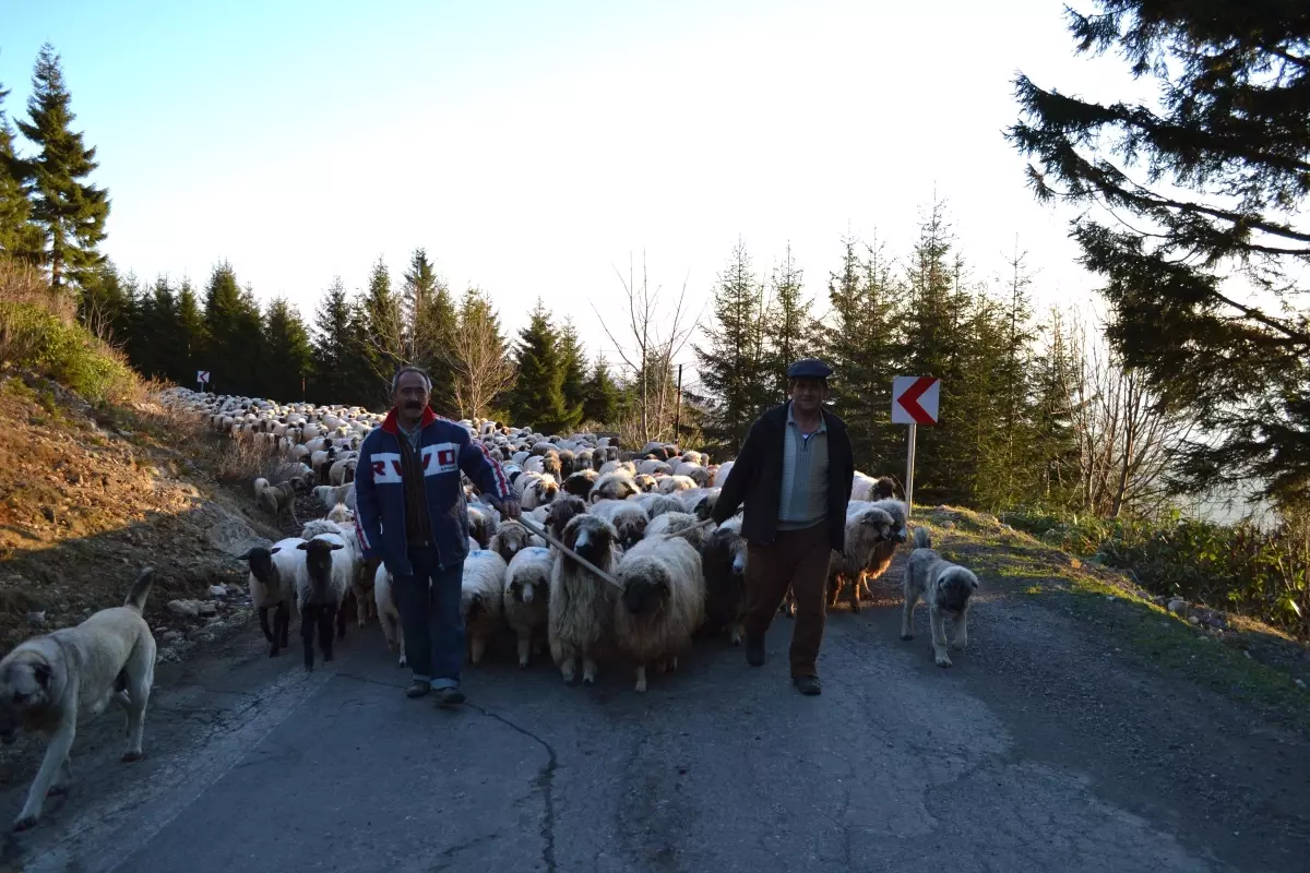 Çobanlar Yayla Yollarına Düştü