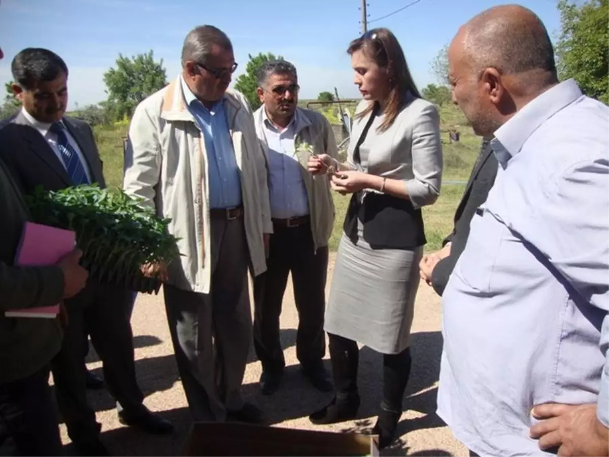 Elbeyli\'de Biber Fide Dağıtımı