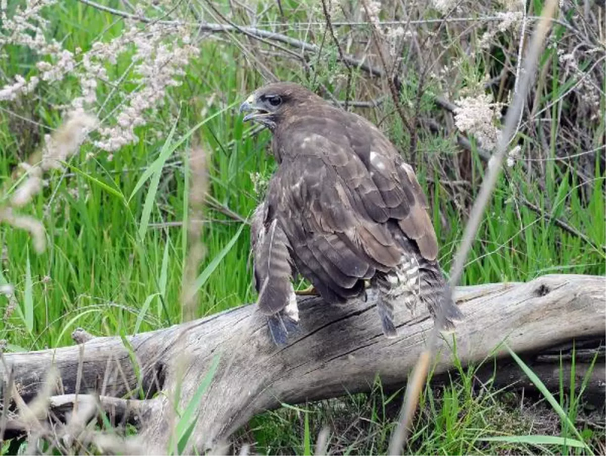 Tedavileri Tamamlanan 5 Şahin Doğaya Salındı
