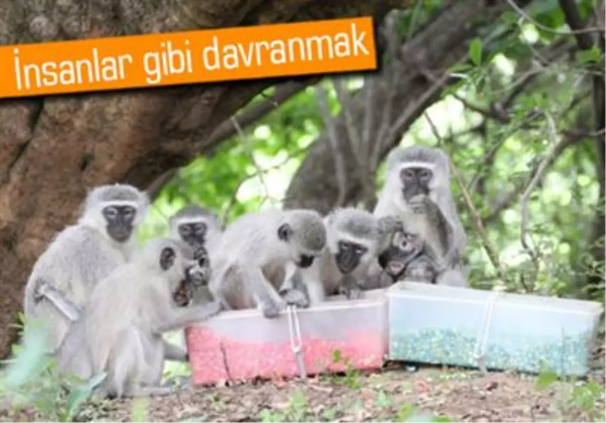 İnsan Davranışları, Maymun ve Balinalarda da Aynı Şekilde İşliyor