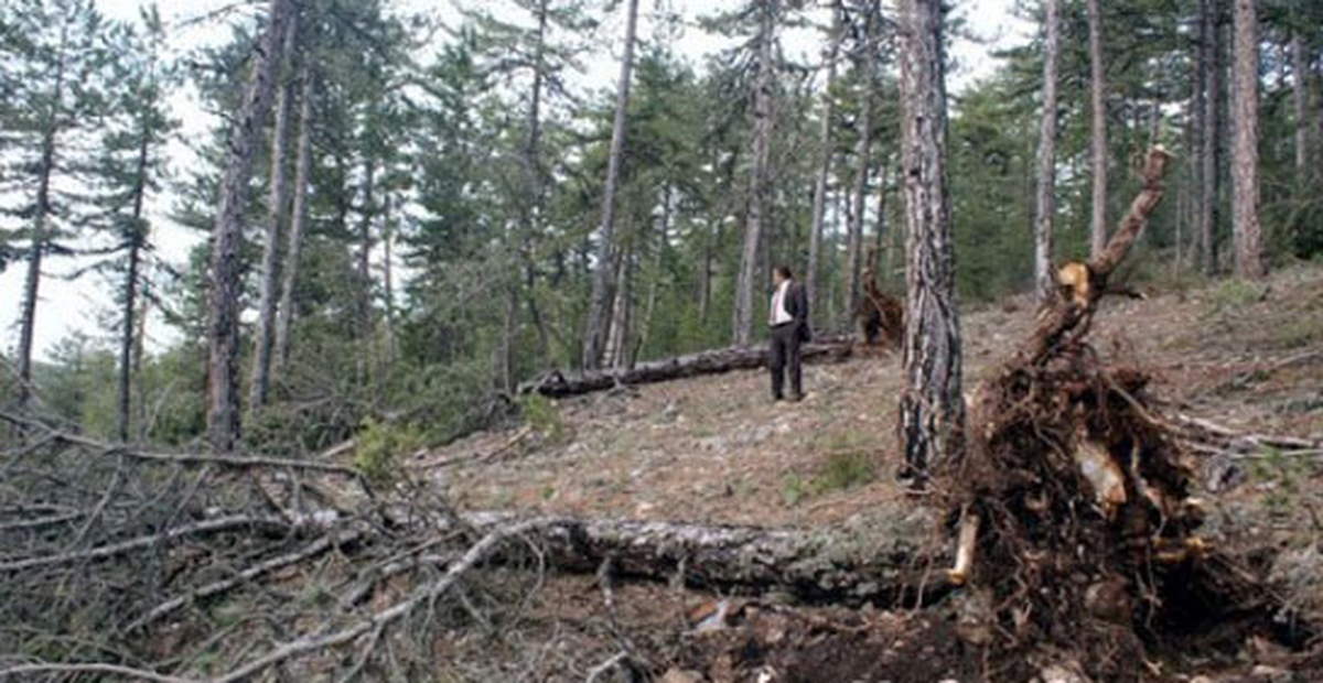 Piknik Yapan Vatandaşların Üzerine Ağaç Devrildi