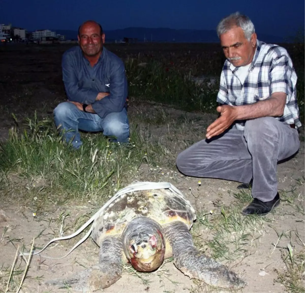 2 Ölü Caretta Caretta Ayvalık Sahillerine Vurdu